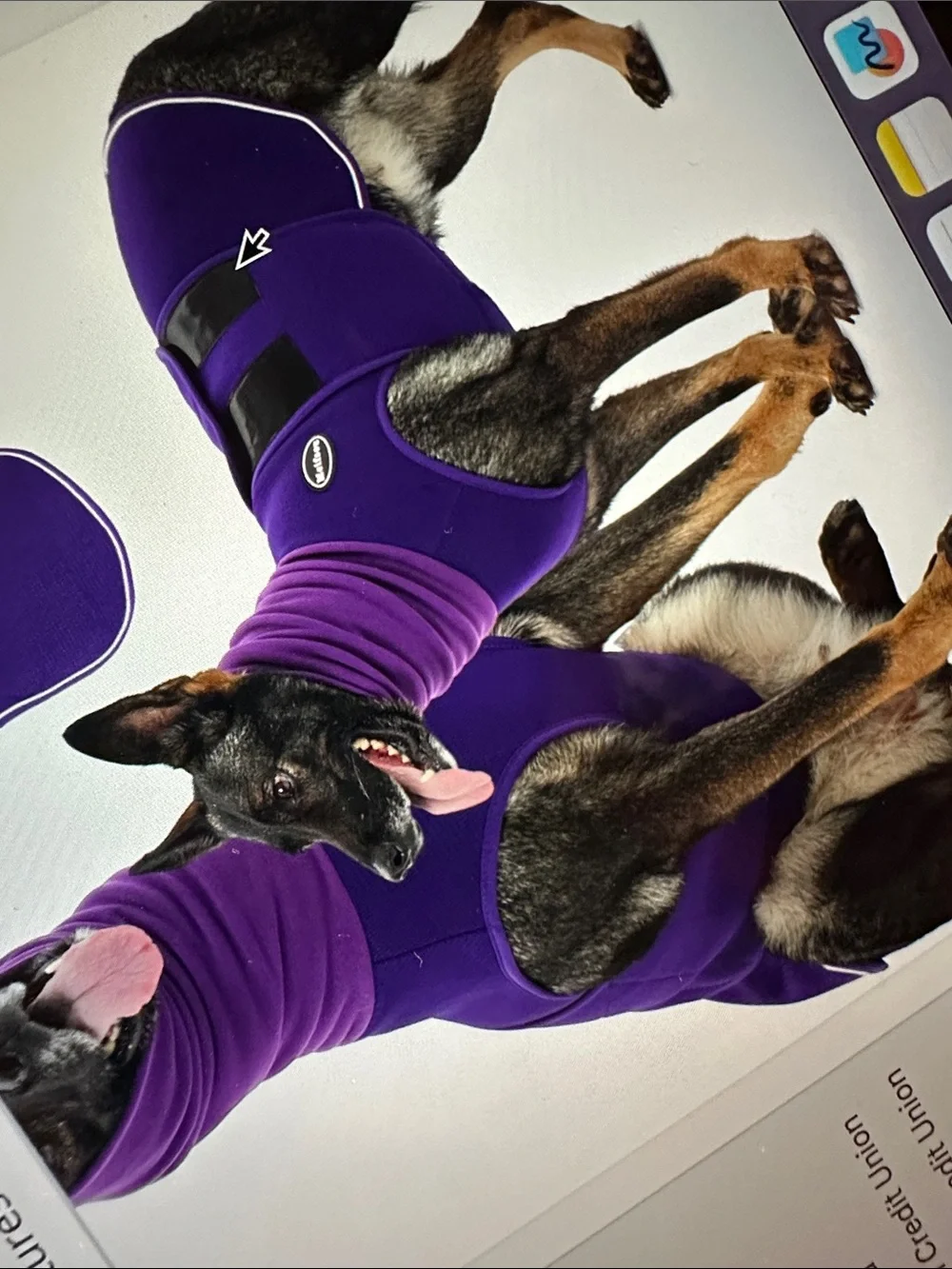 Purple Dog  One-Piece Anxiety Vest with Hood